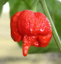 Trinidad-Moruga-Scorpion-Hot-Pepper-Seeds