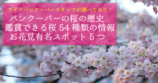 桜情報