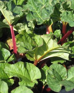 rhubarb-pieplant-994711-m