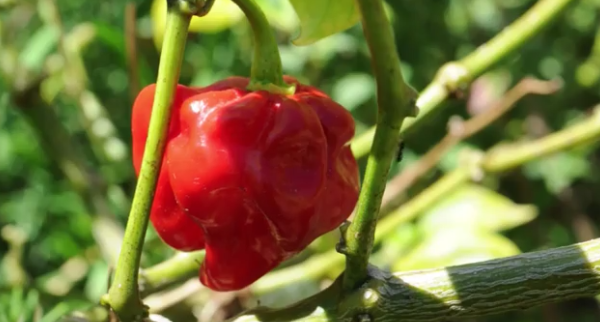 Vancouver man grows world’s hottest pepper4