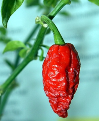 ghost-peppers-seeds-for-sale