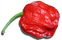Hottest-Peppers9