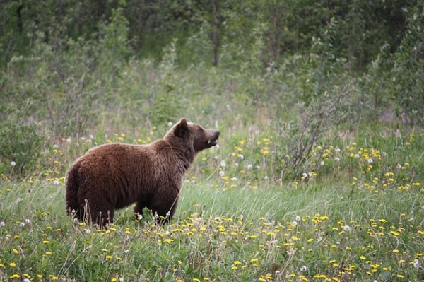 grizzly-73505_640
