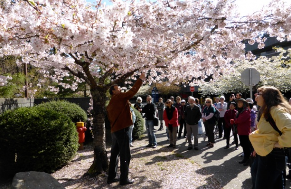 Tree Talks   Walks   Vancouver Cherry Blossom Festival Vancouver Cherry Blossom Festival