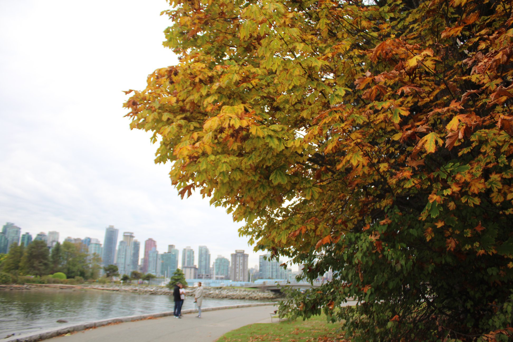 秋の美麗カナダ バンクーバーの紅葉スポット9カ所まとめ Fall Foliage Lifevancouver カナダ バンクーバー現地情報