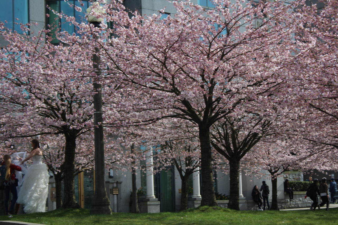 保存版 バンクーバーのお花見有名スポット13 桜の歴史 鑑賞できる桜54種類 Lifevancouver カナダ バンクーバー現地情報