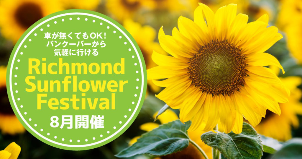 車無しでもバンクーバーから行けるひまわり畑 Richmond Sunflower