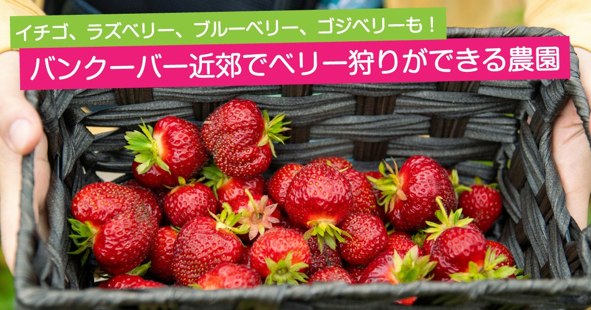 バンクーバー近郊でベリー狩り(U-Pick)ができる農園8！イチゴ