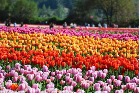 アボッツフォードチューリップフェスティバル(Abbotsford Tulip Festival) @ Abbotsford | British Columbia | カナダ