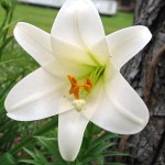 28966354.EasterLily1-150x150