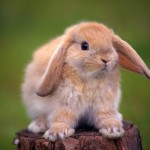 rabbit-150x150
